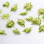 植え方(1～2cmに小分け)　ウォーターローン